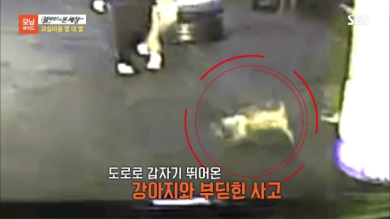 반려견 교통사고 동물보호법 몇대몇4.jpg